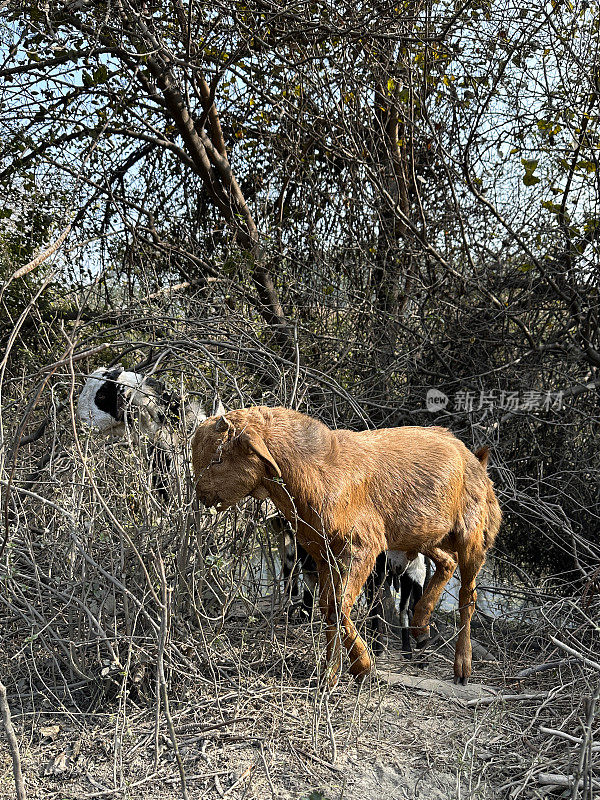 印度灌木丛地区Sirohi山羊品种的特写图像，家山羊(Capra hircus)在荒地上寻找食物，重点在前景